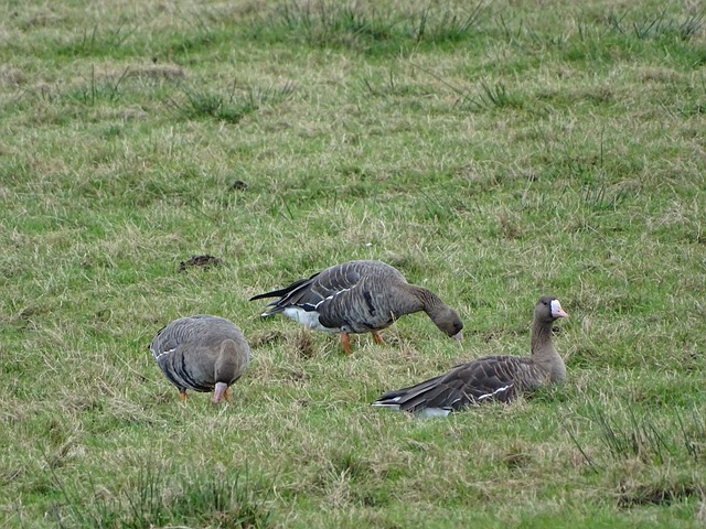 洲杯桂冠 洲杯桂冠