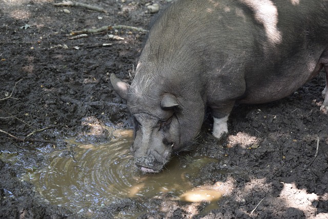 凌厉的快攻 凌厉的快攻